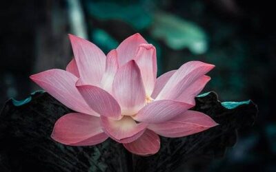 Soigner l’hyperphagie grâce à la psychothérapie proche Saint-Michel-sur-Orge Essonne 91