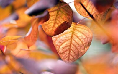 Les troubles affectifs saisonniers chez l’enfant : pourquoi consulter en Essonne ?